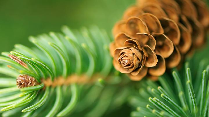 炒熟的松子上火吗